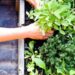 10 Herb Garden Layout Ideas