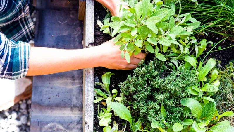 10 Herb Garden Layout Ideas