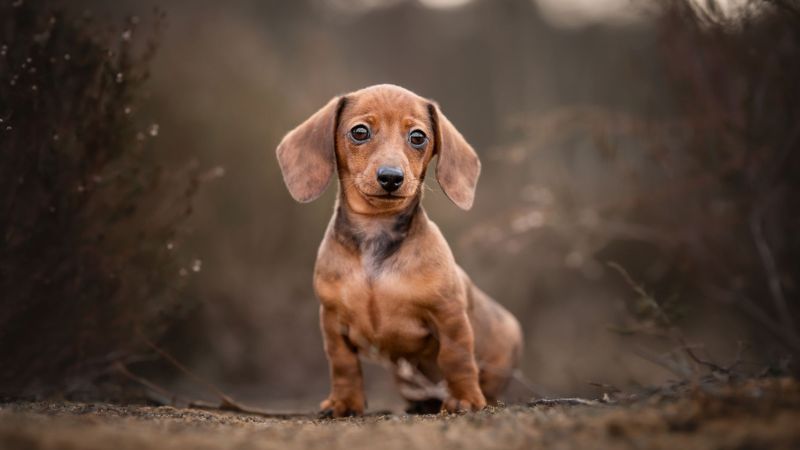 7 Reasons to Reconsider Miniature Dachshunds: Understanding the Challenges