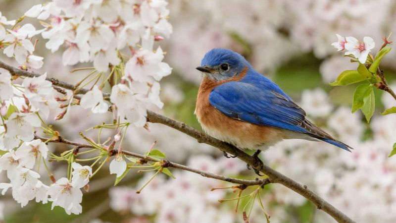 8 Plants That Attract Beautiful Bluebirds to Your Yard: Enhance Your Garden with Nature's Beauty
