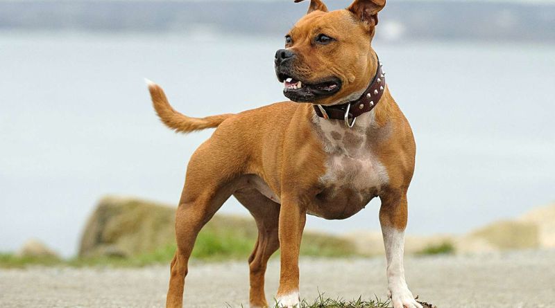 9 Dog Breeds Most Similar To Pit Bulls