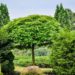 9 Fast-Growing Evergreen Trees That Will Be Tall Before You Know It