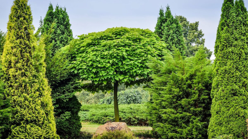 9 Fast-Growing Evergreen Trees That Will Be Tall Before You Know It
