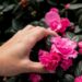 9 Must-Know Tips for Pruning Hibiscus Plants