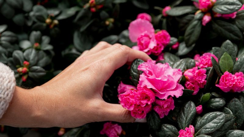 9 Must-Know Tips for Pruning Hibiscus Plants