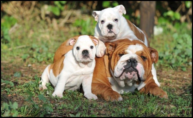 7 Adorable Types Of Bulldogs To Adopt For A Loving Furry Friend