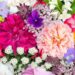 The 8 Best Summer Flowers to Bloom in Your Home Garden In 2024
