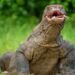 The 6 Largest Komodo Dragon Ever