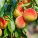The 8 Best Fruit Trees To Grow In Your Garden