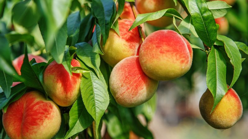 The 8 Best Fruit Trees To Grow In Your Garden