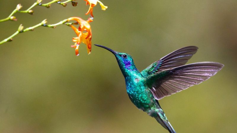 8 Ways To Attract Hummingbirds To Your Yard