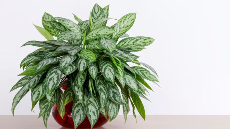 8 Plants that Don't Need Sun